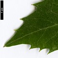 SpeciesSub: subsp.moschatum