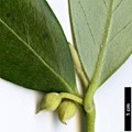 SpeciesSub: subsp.moschatum