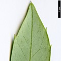 SpeciesSub: subsp.moschatum