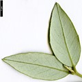 SpeciesSub: subsp.moschatum