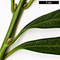 SpeciesSub: 'Gorepani'