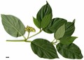 SpeciesSub: 'Flaviramea'