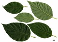 SpeciesSub: 'Flaviramea'