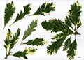 SpeciesSub: 'Argenteovariegata' SpeciesSub: 'Argenteovariegata'