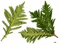 SpeciesSub: 'Pinnatifida' SpeciesSub: 'Pinnatifida'