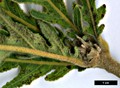 SpeciesSub: 'Pinnatifida' SpeciesSub: 'Pinnatifida'