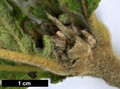 SpeciesSub: 'Pinnatifida' SpeciesSub: 'Pinnatifida'