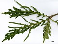 SpeciesSub: 'Pinnatifida' SpeciesSub: 'Pinnatifida'