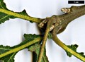 SpeciesSub: 'Pinnatifida' SpeciesSub: 'Pinnatifida'