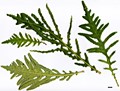 SpeciesSub: 'Pinnatifida' SpeciesSub: 'Pinnatifida'