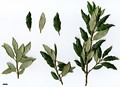 SpeciesSub: 'Fordii'
