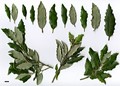 SpeciesSub: 'Fordii'