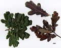 SpeciesSub: 'Atropurpurea' SpeciesSub: 'Atropurpurea'
