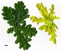 SpeciesSub: 'Concordia' SpeciesSub: 'Concordia'