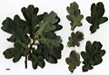 SpeciesSub: 'Purpurascens' SpeciesSub: 'Purpurascens'