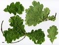 SpeciesSub: 'Tortuosa' SpeciesSub: 'Tortuosa'