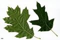 SpeciesSub: 'Schrefeldii' SpeciesSub: 'Schrefeldii'