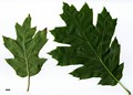 SpeciesSub: 'Schrefeldii' SpeciesSub: 'Schrefeldii'