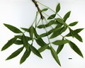 SpeciesSub: 'Lenticifolia' SpeciesSub: 'Lenticifolia'