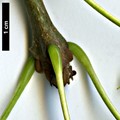 SpeciesSub: 'Lenticifolia' SpeciesSub: 'Lenticifolia'