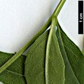 SpeciesSub: 'Lenticifolia' SpeciesSub: 'Lenticifolia'