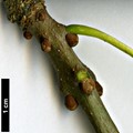 SpeciesSub: 'Lenticifolia' SpeciesSub: 'Lenticifolia'