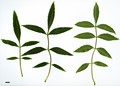 SpeciesSub: 'Lenticifolia' SpeciesSub: 'Lenticifolia'