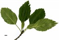 SpeciesSub: 'Monophylla' SpeciesSub: 'Monophylla'