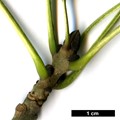 SpeciesSub: 'Monophylla' SpeciesSub: 'Monophylla'
