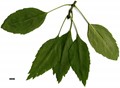 SpeciesSub: 'Monophylla' SpeciesSub: 'Monophylla'