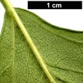 SpeciesSub: 'Monophylla' SpeciesSub: 'Monophylla'