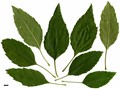 SpeciesSub: 'Monophylla' SpeciesSub: 'Monophylla'