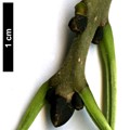 SpeciesSub: 'Monophylla' SpeciesSub: 'Monophylla'