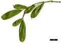 SpeciesSub: 'Monophylla' SpeciesSub: 'Monophylla'
