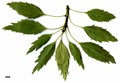 SpeciesSub: 'Monophylla' SpeciesSub: 'Monophylla'