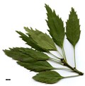 SpeciesSub: 'Monophylla' SpeciesSub: 'Monophylla'