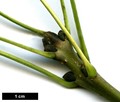 SpeciesSub: 'Monophylla' SpeciesSub: 'Monophylla'