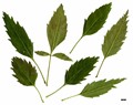 SpeciesSub: 'Monophylla' SpeciesSub: 'Monophylla'