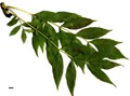SpeciesSub: 'Aurea' SpeciesSub: 'Aurea'