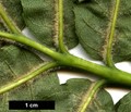 SpeciesSub: 'Crispa' SpeciesSub: 'Crispa'