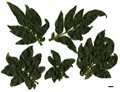 SpeciesSub: 'Crispa' SpeciesSub: 'Crispa'