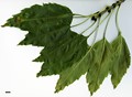 SpeciesSub: 'Diversifolia' SpeciesSub: 'Diversifolia'