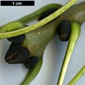 SpeciesSub: 'Diversifolia' SpeciesSub: 'Diversifolia'