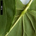 SpeciesSub: 'Diversifolia' SpeciesSub: 'Diversifolia'