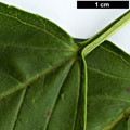 SpeciesSub: 'Diversifolia' SpeciesSub: 'Diversifolia'