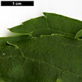 SpeciesSub: 'Diversifolia' SpeciesSub: 'Diversifolia'