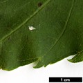SpeciesSub: 'Diversifolia' SpeciesSub: 'Diversifolia'