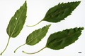 SpeciesSub: 'Diversifolia' SpeciesSub: 'Diversifolia'