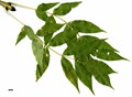 SpeciesSub: 'Jaspidea' SpeciesSub: 'Jaspidea'