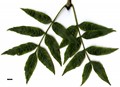 SpeciesSub: 'Nana' SpeciesSub: 'Nana'